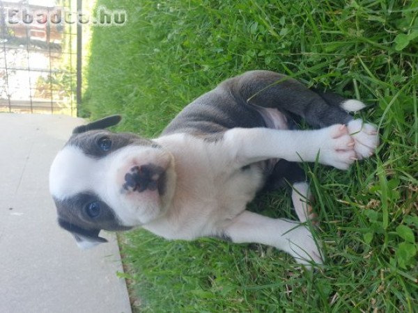 Keresik szerető gazdijukat Amstaff kiskutyák