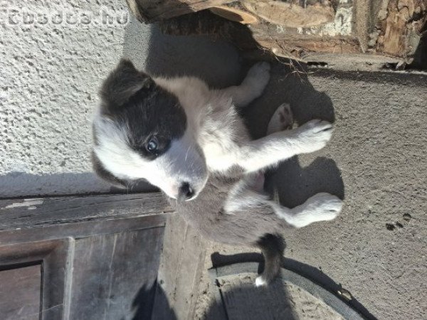 Border collie fiú kiskutya keresi új gazdiját!