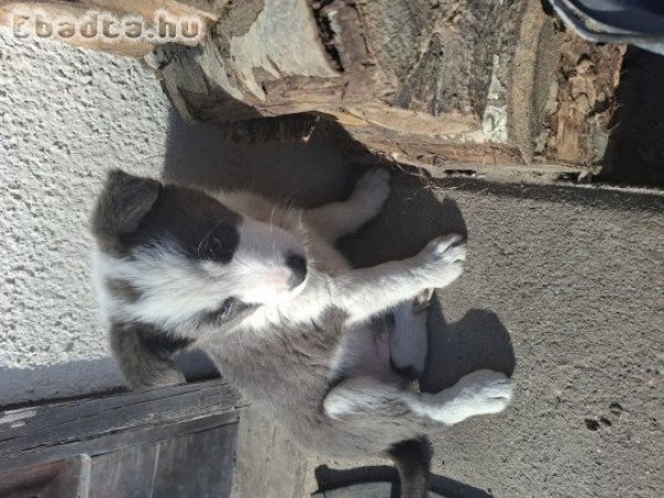 Border collie fiú kiskutya keresi új gazdiját!