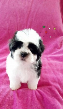 Bichon havanese