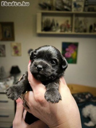 Bichon havanese kislány kutyák