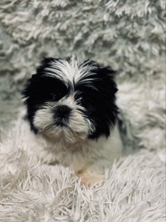 shih-tzu