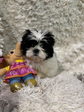 shih-tzu