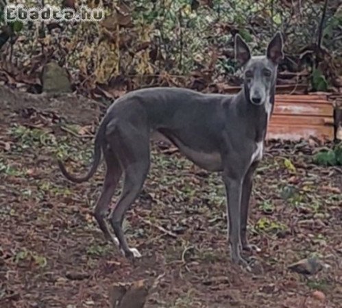 Whippet