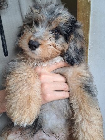 Aussiedoodle Blue Merle F1