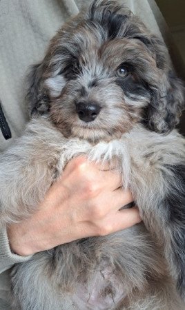 Aussiedoodle Blue Merle F1