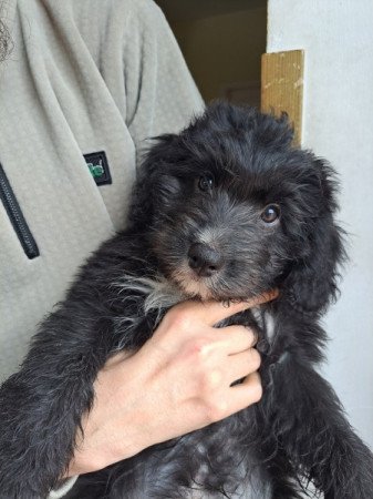 Aussiedoodle F1