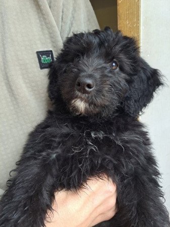 Aussiedoodle F1