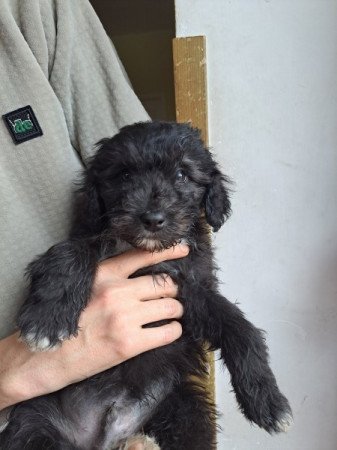 Aussiedoodle F1