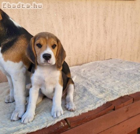 Fajtiszta Beagle Kutyusok