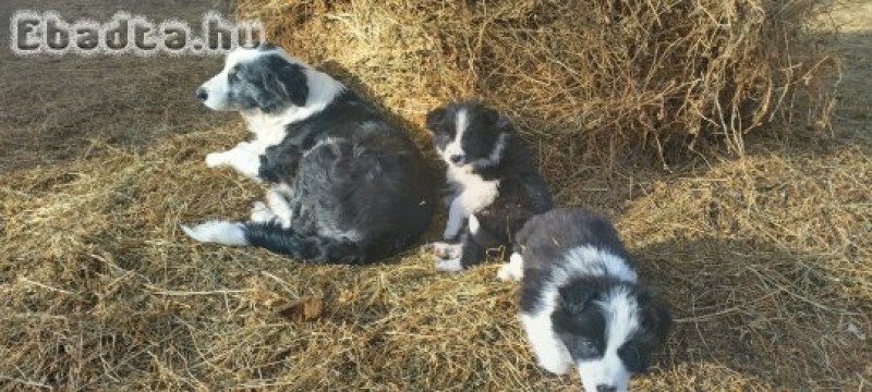 Border collie kiskutyák