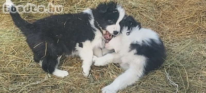 Border collie kiskutyák