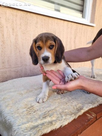 Fajtiszta Beagle Kutyusok