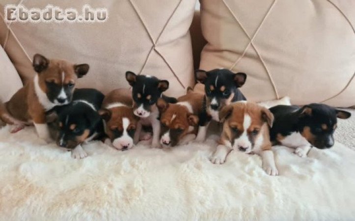 Basenji Puppies