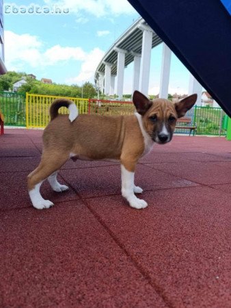 Basenji Puppies