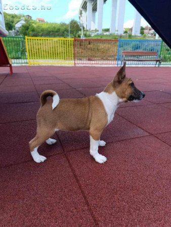 Basenji Puppies