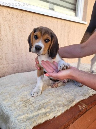 Fajtiszta Beagle Kutyusok