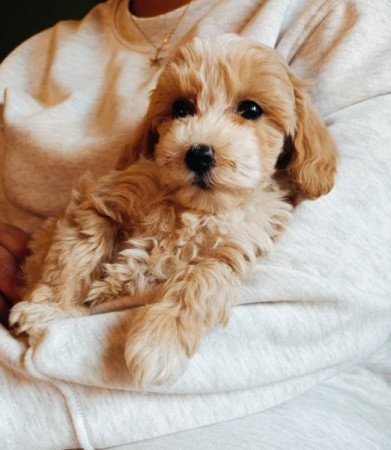 Maltipoo