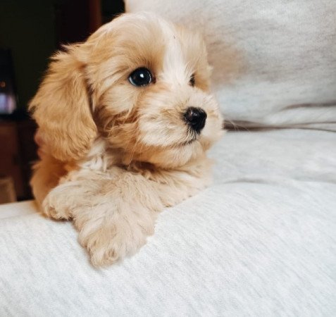 Maltipoo