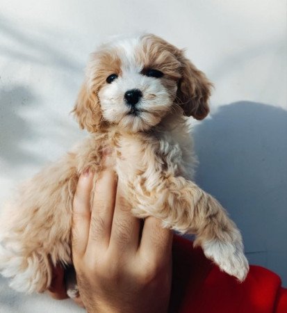 Maltipoo