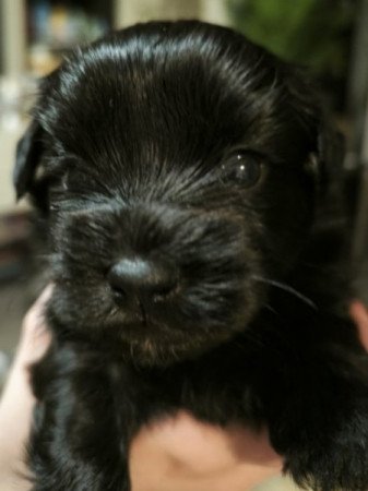 Bichon havanese