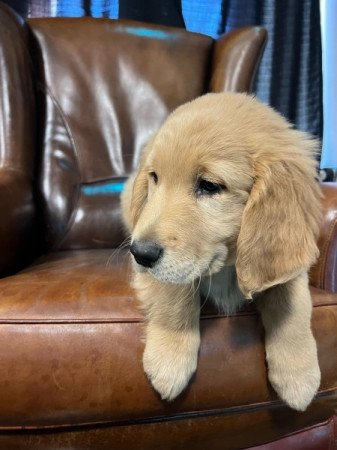 Golden retriever