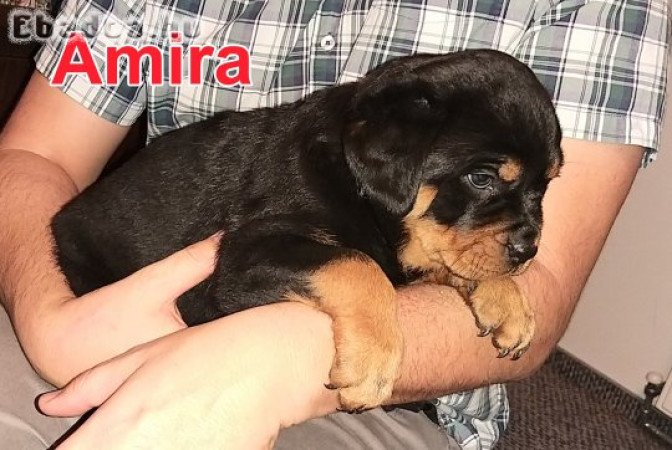 Rottweiler kiskutyák eladók