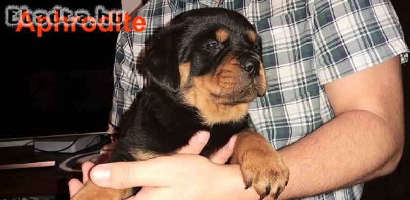 Rottweiler kiskutyák eladók