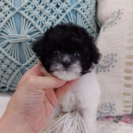 Toy Uszkár x Havanese