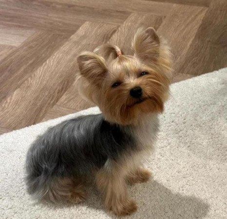 Yorkshire terrier