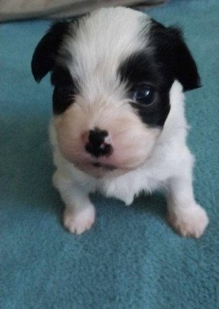 Bichon havanese