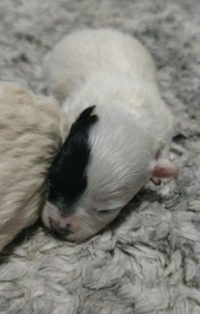 Bichon havanese