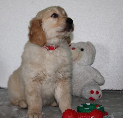 Fajtatiszta jellegű Golden Retriever