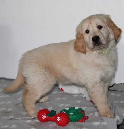 Fajtatiszta jellegű Golden Retriever