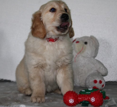 Fajtatiszta jellegű Golden Retriever