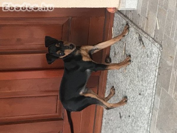 Eladó cser színű törpe pinscher kiskutya