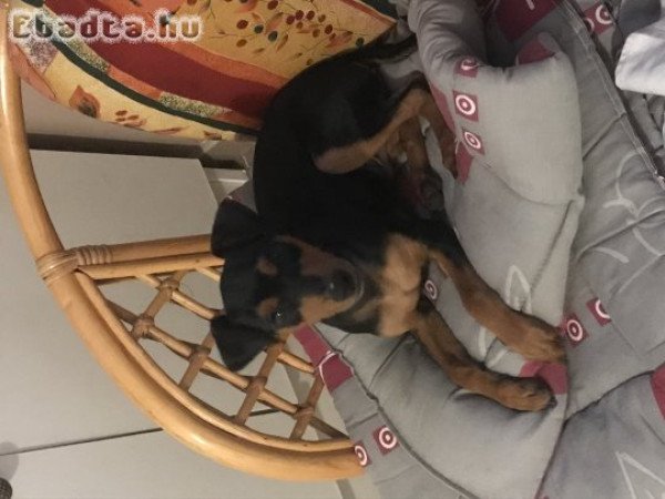 Eladó cser színű törpe pinscher kiskutya