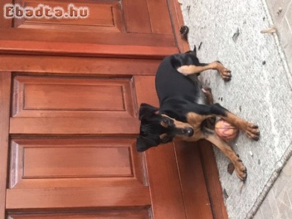 Eladó cser színű törpe pinscher kiskutya