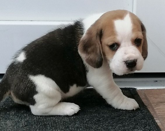 Beagle