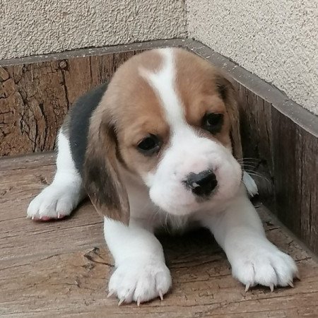 Beagle