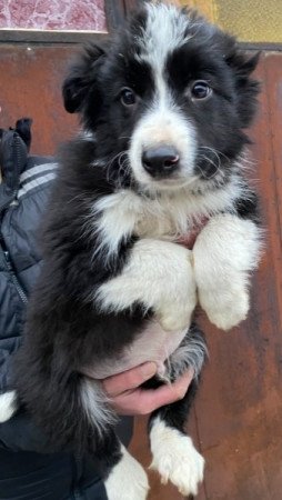 Border Collie