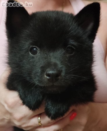 Gyönyörű Schipperke kiskutyák eladók