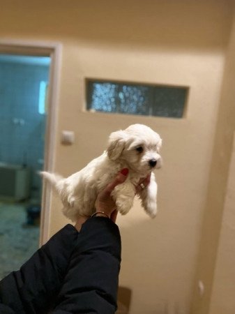 Bichon Havanese