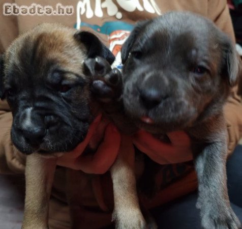 Cane corso babák