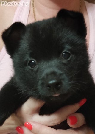 Gyönyörű Schipperke kiskutyák eladók