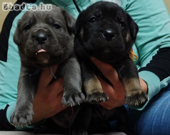 Cane corso babák