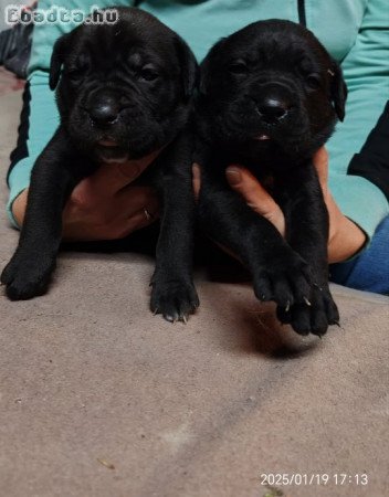 Cane corso babák