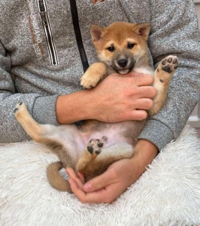 Shiba inu