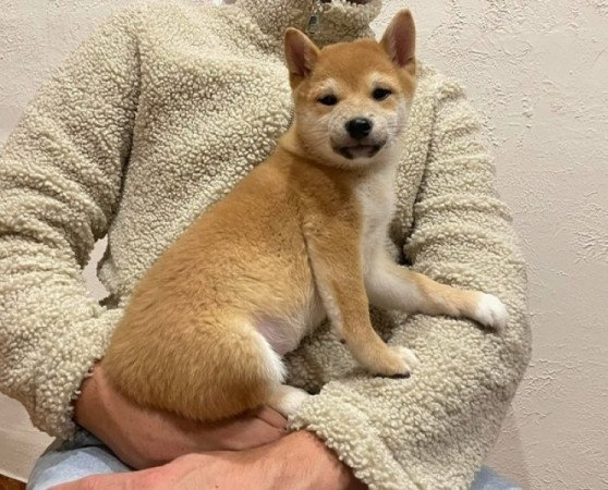 Shiba inu