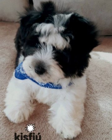 Havanese